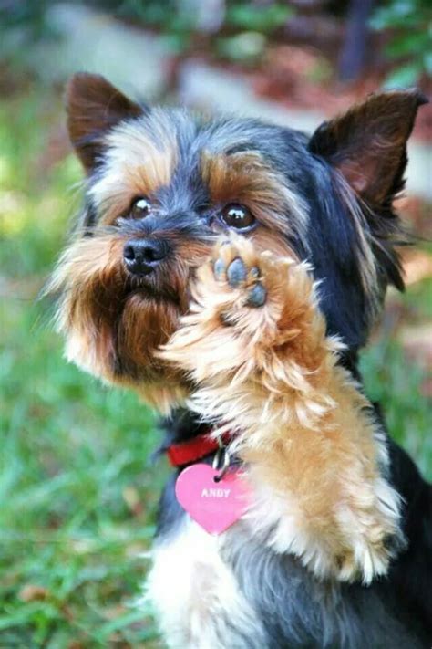 164 best yorkies funny and cute photos images on