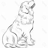 Newfoundland Drawing Dog Getdrawings sketch template