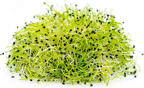 onion sprouts information recipes  facts