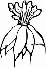 Radish Coloring Banch Supercoloring Pages sketch template