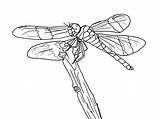 Dragonfly Libelle Libellule Twilight Ausmalbild Intricate Dragonflies Kostenlos Coloriages Coloringhome Letzte sketch template