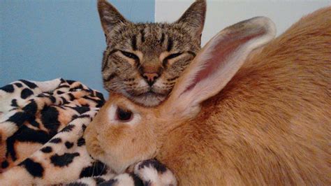 Rescue Cat Can T Stop Grooming And Cuddling Her Rabbit