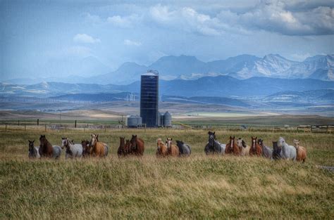 living  cowboy life  alberta canada