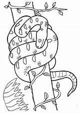 Schlange Colorir Ausmalbilder Boa Mewarnai Ular Snake Constrictor Ausmalbild Feito Bem Coloringbay sketch template