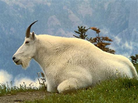 goat animal wildlife