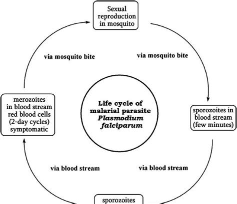 life cycle  malarial parasite class represent schematically   xxx hot girl