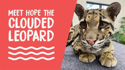 Fb Live Replay International Clouded Leopard Day Youtube