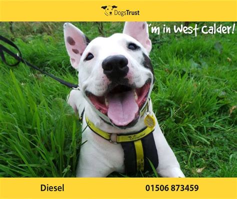rehoming centres dogs trust dogs trust rescue dogs  adoption dogs