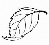 Leaf Mint Coloring Pages Leaves Drawing Oak Clouring Clipartpanda Clipart Clipartmag Color sketch template