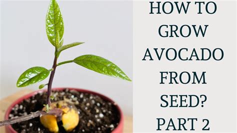 How To Grow Avocado From Seed Part 2 Youtube