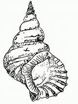 Coloring Seashell Shell Pages Drawing Conch Sea Printable Kids Draw Seashells Beach Clipart Line Cliparts Snail Sheets Simple Shells Adult sketch template