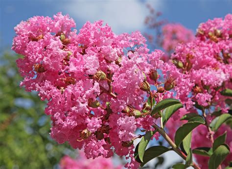 des plantes  floraison longue pour  jardin fleuri toute lannee