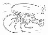 Lobster Coloring Pages Mediterranean Printable Drawing Color Lobsters Crustacean Animals Drawings Categories sketch template