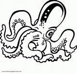 Octopus Polipo U043e Dibujo Polipi Pulpo Tintenfische sketch template