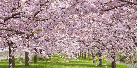cherry blossoms facts cherry blossoms  blossom tree trivia