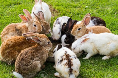 top   rabbit foods  rabbits life