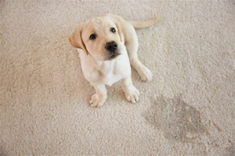 pet urine stains towers restoration  cleaning