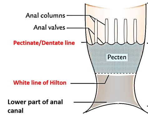perineum anal canal anatomy qa