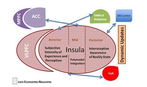 feel     insula   role  human emotion