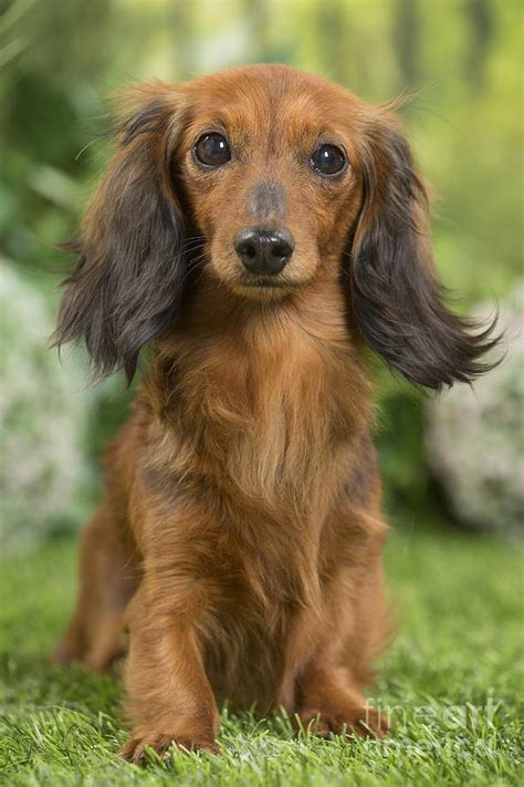 dachshund long hair dog photo bleumoonproductions
