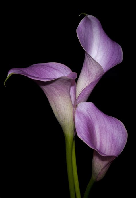 interesting legends   meaning   calla lily gardenerdy