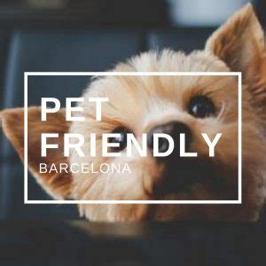 pet friendly barcelona  ultimate guide