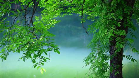tree leaves summer hd nature  wallpapers images backgrounds
