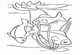 Pond Coloring Pages Getcolorings Fish Printable sketch template