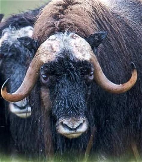 musk ox facts