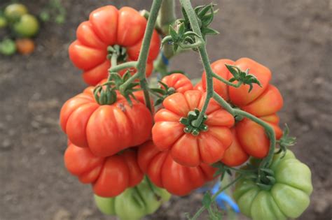 mejores variedades de tomates  cultivar trucos de jardineria