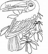 Toucan Coloring Pages Assorted Animal Kids Christiananswers Para Animales Colorear Color Library Clipart Popular sketch template