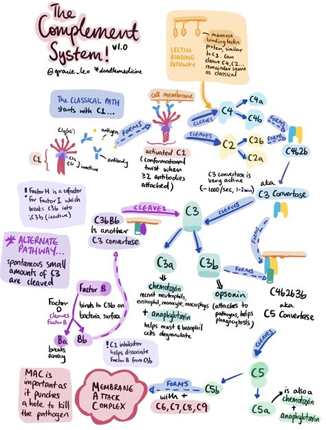 overview   complement system classical  alternative grepmed