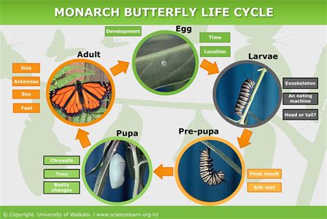 monarch butterfly life cycle science learning hub
