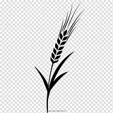 Barley Cevada Desenho Grasses Wheat Branch Hiclipart Pngwing sketch template