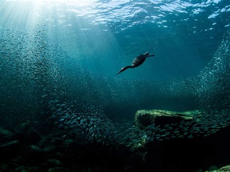 winners  underwater photographer   year  awards show  epic beauty   oceans