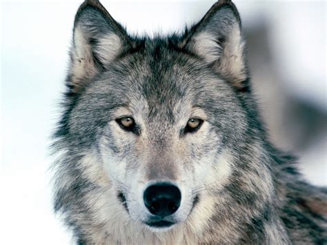 grey wolf facts history  information  amazing pictures