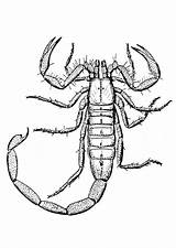 Scorpion Coloring Pages Sheet Color Printable Animals Animal sketch template