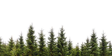 pine tree  stock  pictures royalty  images istock