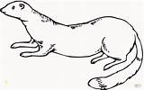 Weasel Coloring Pages Ferret Outline Supercoloring Elegant Ferrets Rodent Running Tattoo Long Printable Standing Weasels Clipart Divyajanani Color Drawing Categories sketch template