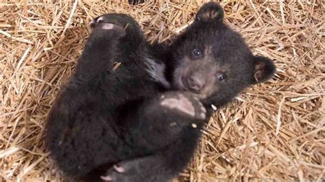 Province Lifts Ban On Rehabbing Orphaned Black Bear Cubs