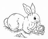 Kaninchen Rabbit Pasen Lop Mandalas Coelhos Eared Pascoa Kleurplaten Rabbits Topkleurplaat Coloringhome Everfreecoloring sketch template