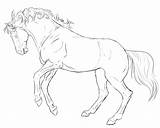 Horse Rearing Drawing Line Drawings Pages Coloring Horses Lineart Beautiful Friesian Getdrawings Color Getcolorings Trends sketch template