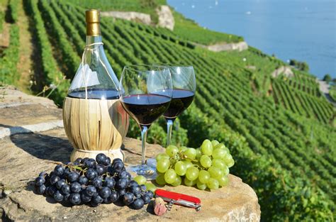 wine   slano hotels  marina dubrovnik daily trips