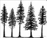 Fir Pines Baum Tatoo Bosque Bäume Skizze Tatuaje Vectorified Getdrawings sketch template