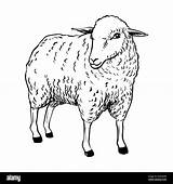 Sheep Drawing Cartoon Sketch Hand Coloring Illustration Vector Stock Book Alamy sketch template