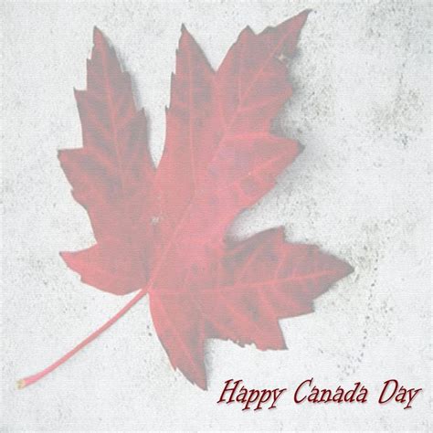 canada day maple leaf wallpaper wallpaperscom