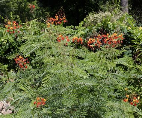 nature   wednesday   garden caesalpinia pulcherrima