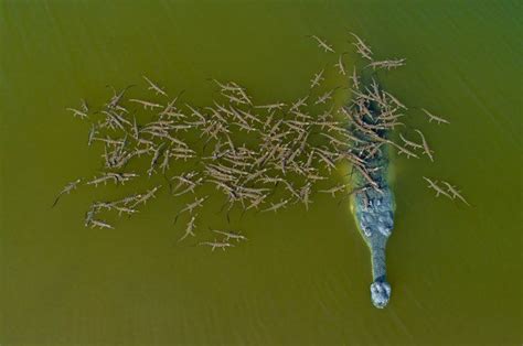 basking   brink biographic aerial photography gharial crocodiles