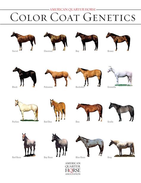american quarter horse color coat genetics  shown