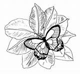 Coloring Pages Flowers Butterflies sketch template